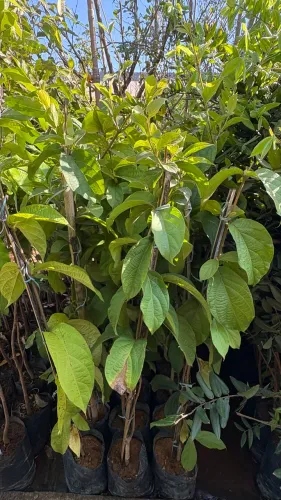 Muda de Congeia