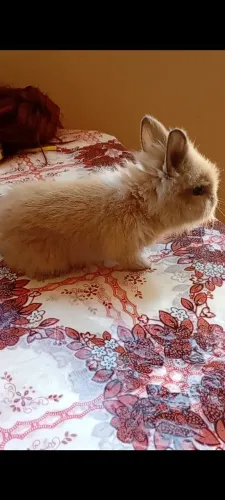 Mini coelho vendo ou troco 
