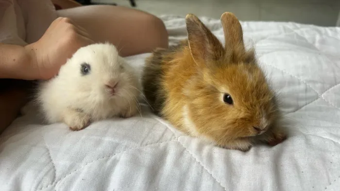 Doação de coelhos