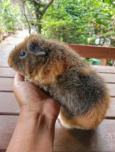 Porquinho da Índia Teddy