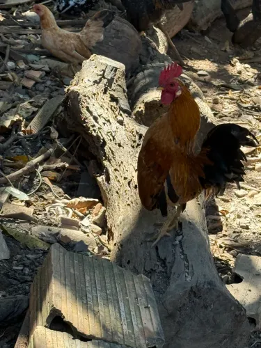 Galo serama