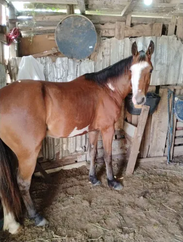 Vendo potro pent horse 