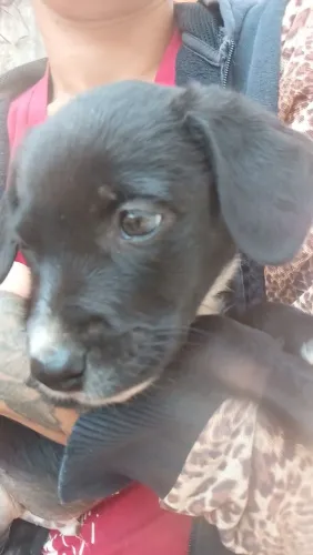 Filhotes de cachorro para adoção 