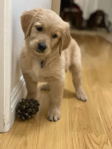 Golden Junho é melhor com um amigo de quatro patas