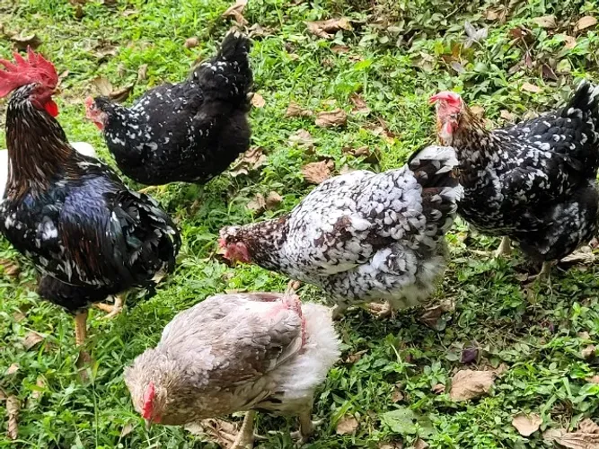 Puntinho gsb galinha balao 4 por 100