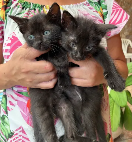 Gatinhas para doação 