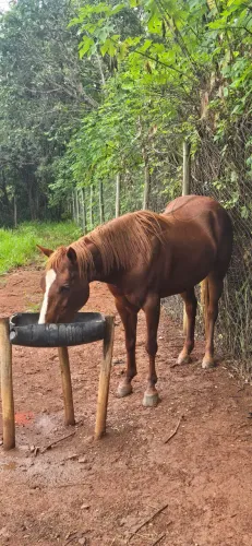 ÉGUA QUARTO DE MILHA 