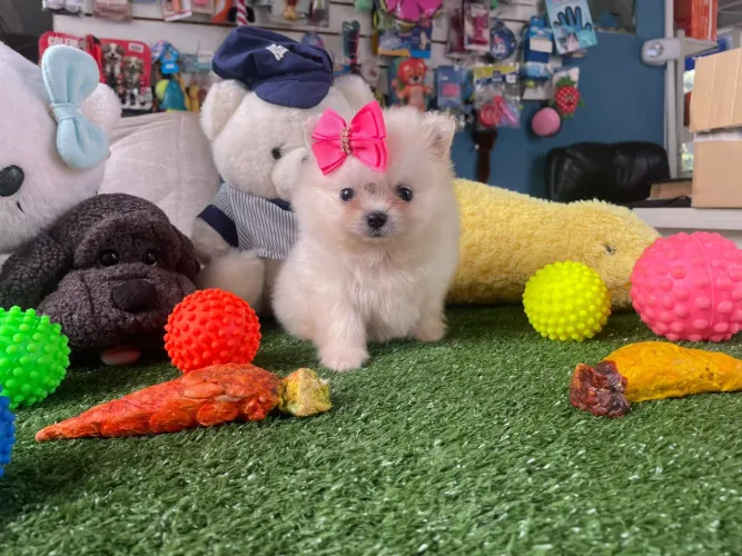 Lulu da Pomerânia fêmea Spitz alemão fêmea 
