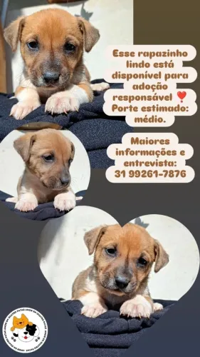 Lindos filhotes disponíveis para adoção responsável!