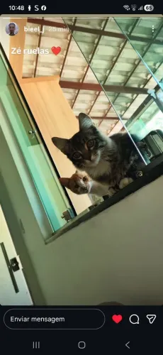 Doação de 2 gatinhos, um macho e uma fêmea, aproximadamente 6 meses de idade