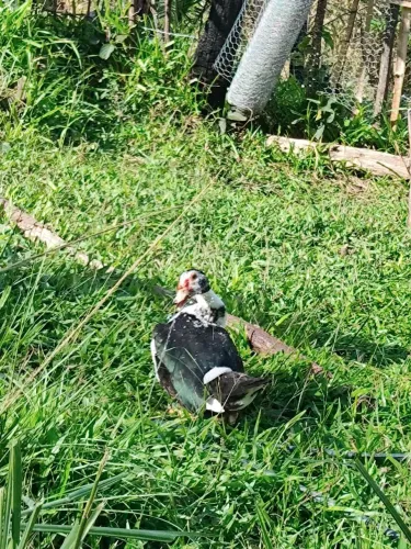 Pato