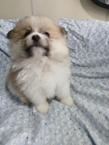 Spitz alemão (lulu da pomerania)Filhotes disponíveis 