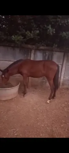 Carroça completa arreio e cavalo