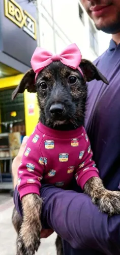 Cachorrinha Fêmea para Doação Dócil