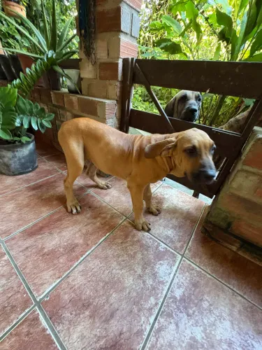 Filhote Fila Brasileiro