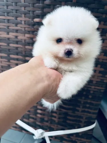 Filhotes de Lulu da pomerania  