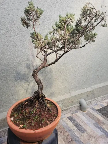 Bonsai de Shimpaku, 35 anos. Uma verdadeira obra de arte.