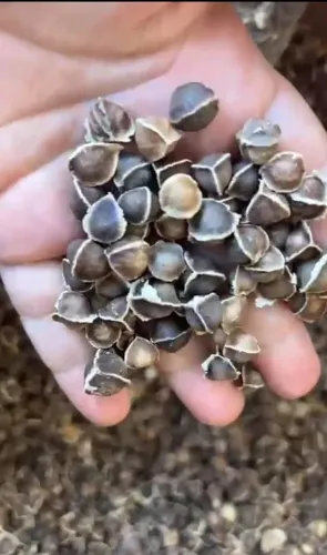 Sementes de Moringa olerífera 