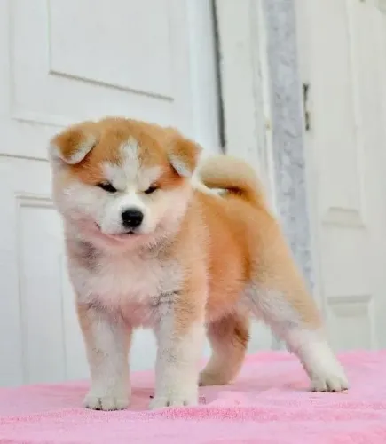 Akita Inu