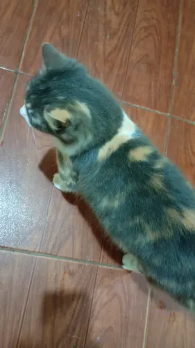Doa-se gata fêmea castrada 