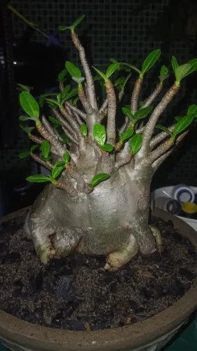 Rosa do deserto adenium arabicum 