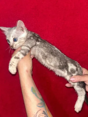 Gato Bengal Marbled Silver