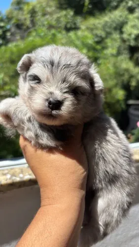 Lulu da Pomerânia Fêmea Black Merle