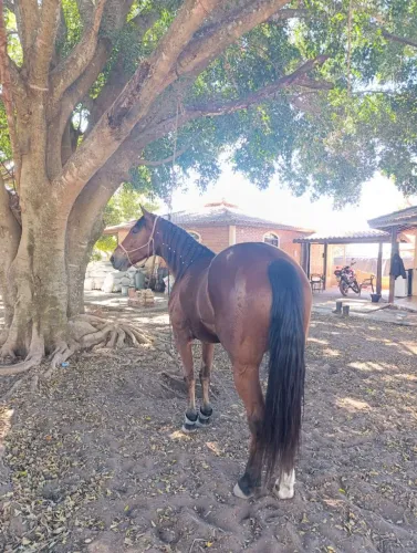 Vende-se Égua de vaquejada