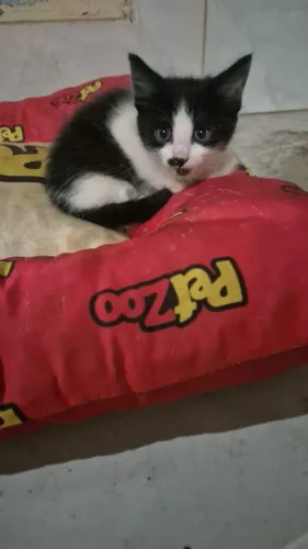 Casal de gatos