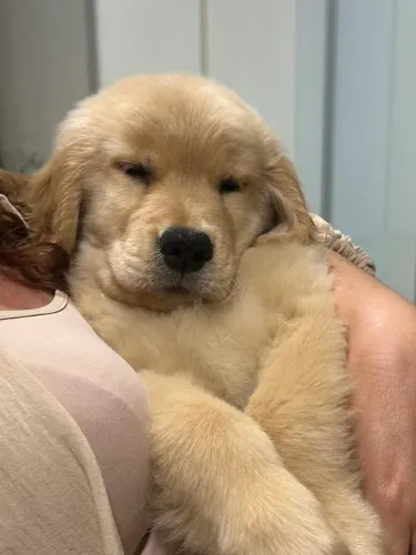 Golden Retriever charmoso