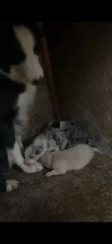 Troco filhote de borber collie 2 meses por golden !