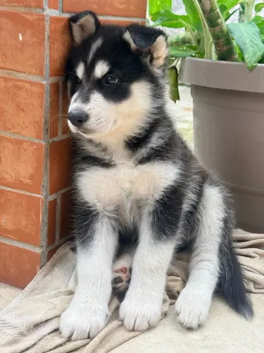 Hysky filhote modelo