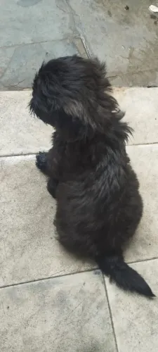 Filhote de Shitzu puro com poodle 