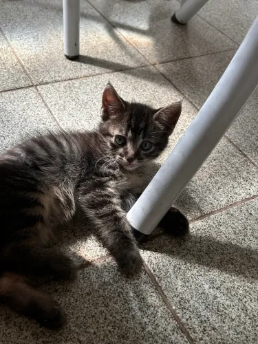 doaçao de gato filhote macho