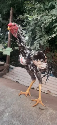 Índio gigante