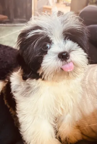 Shihtzu bb de 3 meses disponível