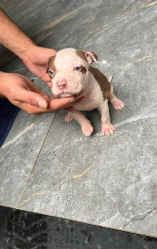 Doação de pitbull  *