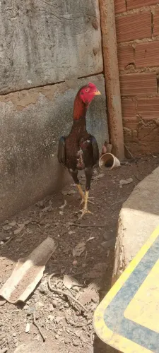 frango índio