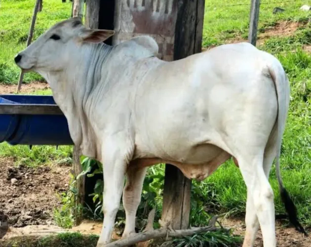 Compro garrotes Nelore para engorda 200a 150 garrotes