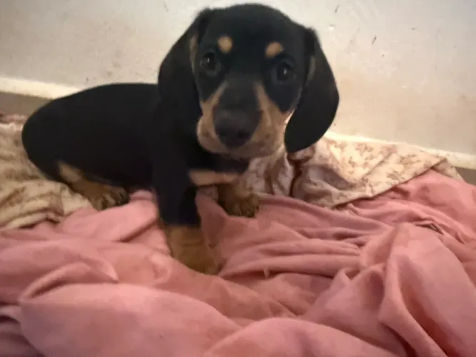 Dachshund salsichinha teckel