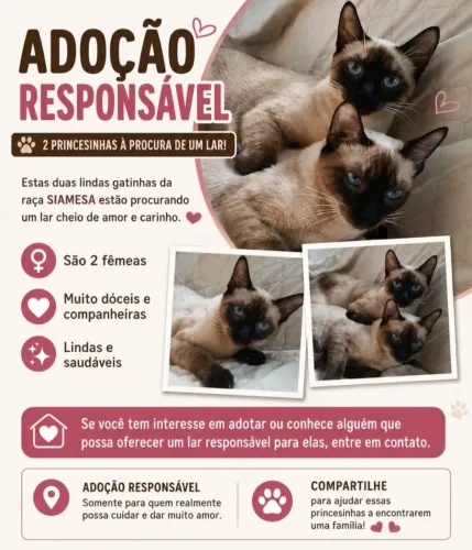 Doação de 2 lindas gatinhas siamesas, só douo se for as duas juntas?