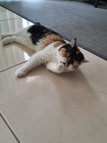 Gata persa extremada