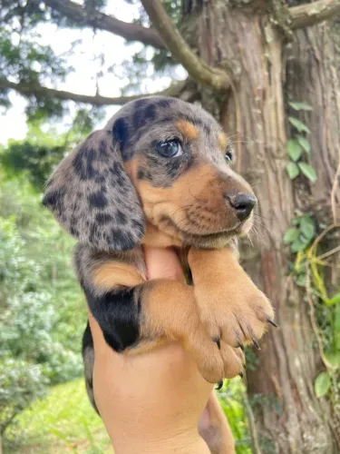 Filhotes Dachshund (Salsichinha) Machos e Fêmeas