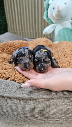 Dachshund miniatura, salsichinha, disponíveis. Preto, castanho e arlequim.