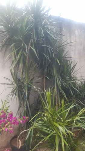 Estou com várias dracenas até 3 metros a 100 as menores 50