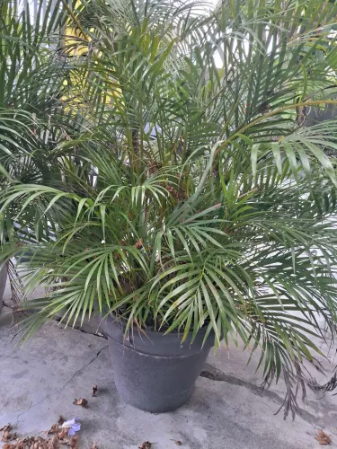 Palmeira