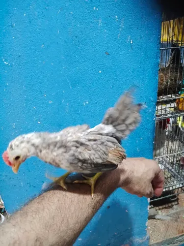 Garnize serama