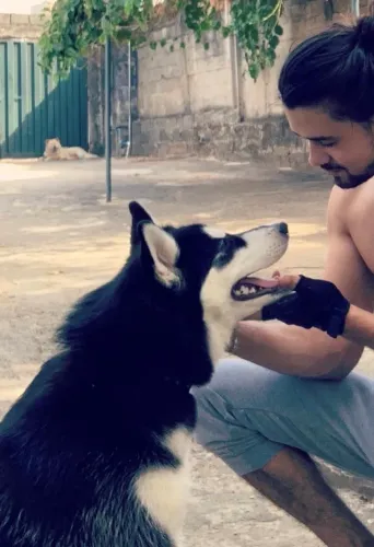 Husky siberiano a procura de namorada