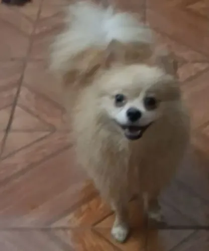 Spitz padreador pequeno macho