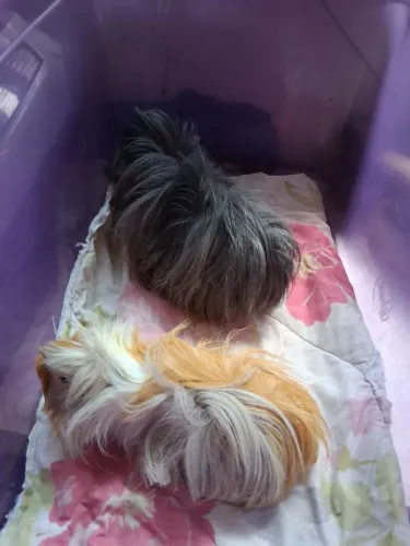 Porquinho peruano várias cores a venda 7